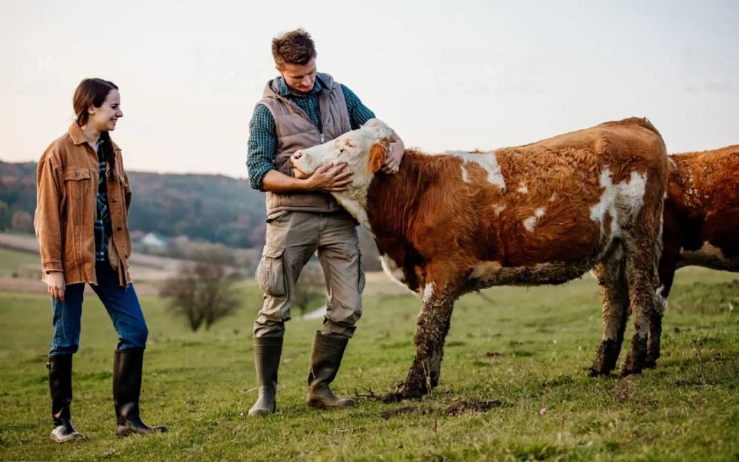 Yüzlerce büyükbaş hayvan için öldürülme kararı çıktı! İtlaf kararının gerekçesi hayvanseverleri küplere bindirdi! 5